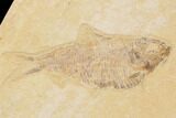 Fossil Fish Plate (Diplomystus & Knightia) - Wyoming #91594-3